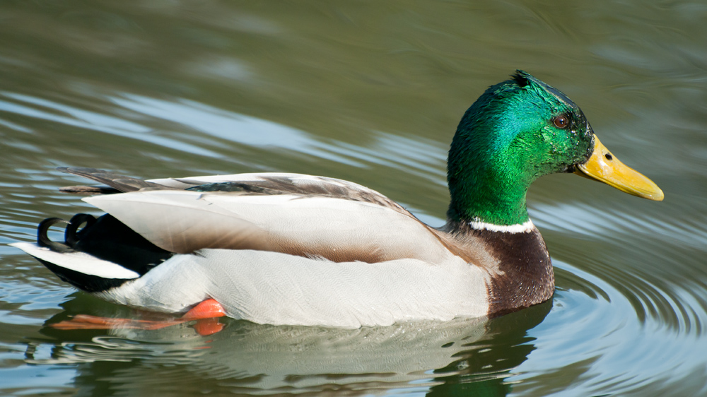 Ente 7