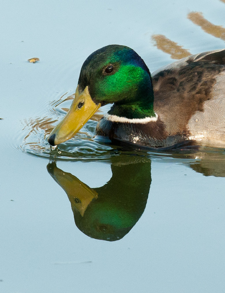 Ente 8