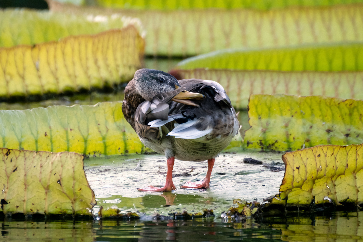 Ente andersrum