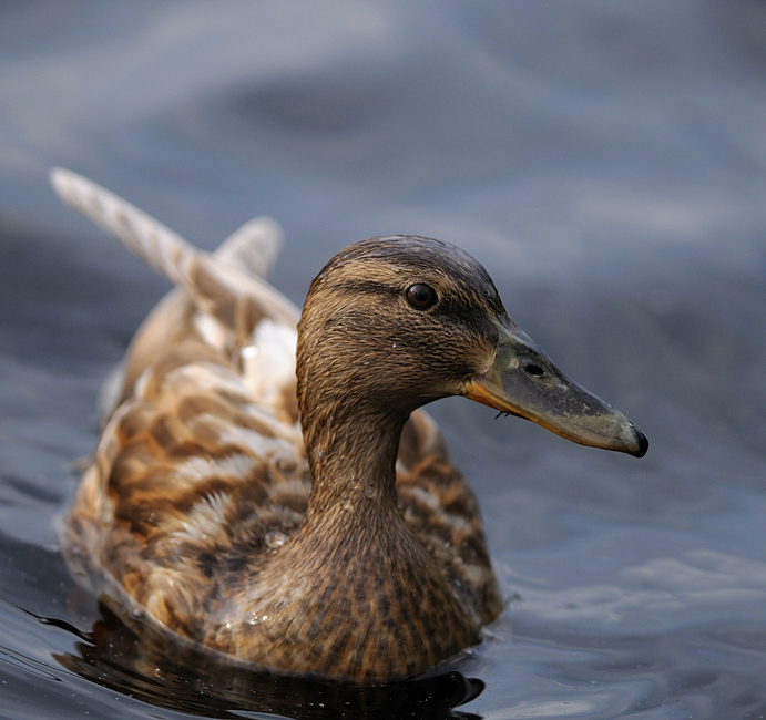 Ente auf der Ruhr, Nähe Kock's Loch