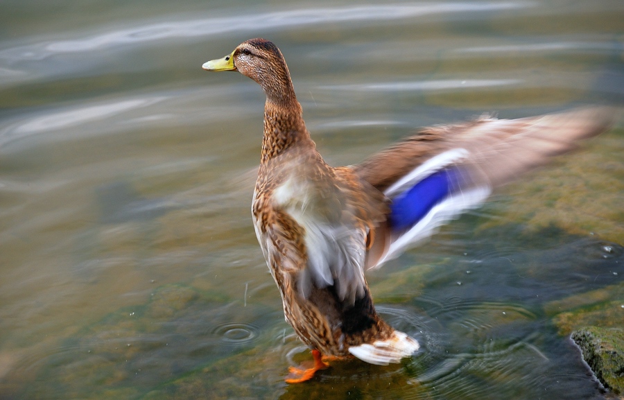 Ente beim Trocknen