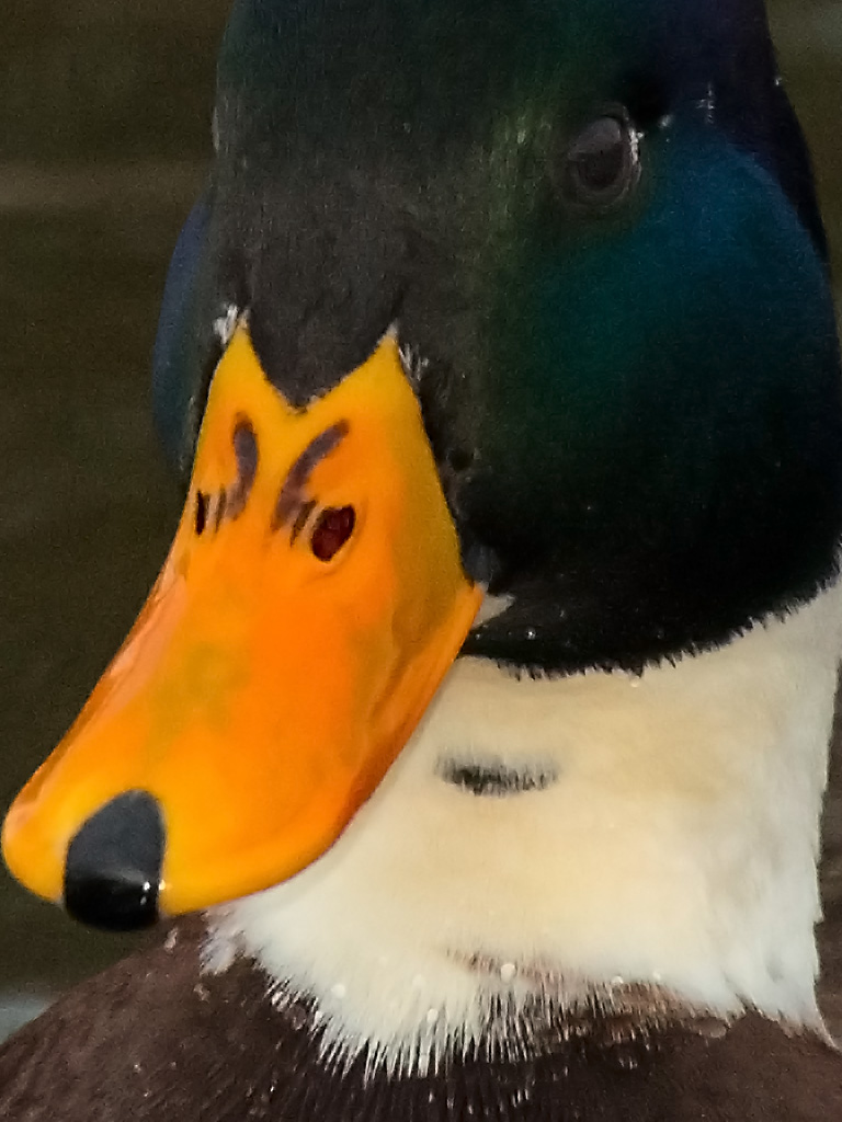 Ente blau crop