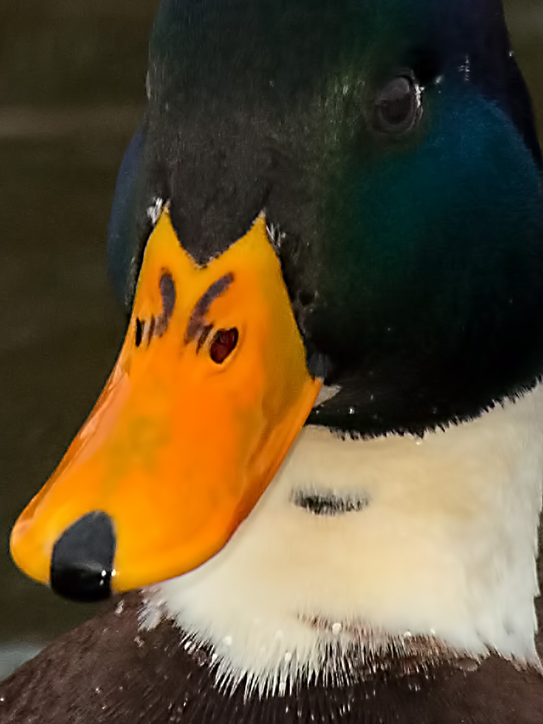 Ente blau ges TOPAZ crop