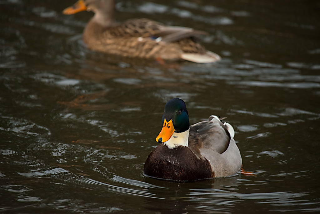 Ente blau ges TOPAZ Totale