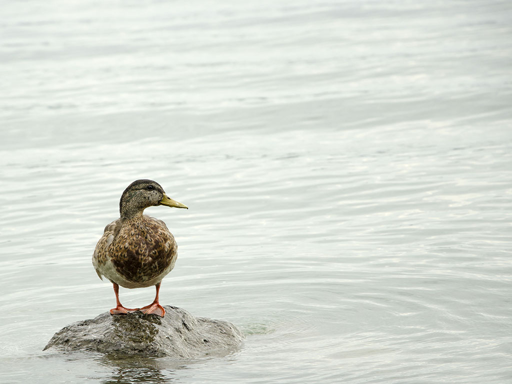 Ente die dritte.