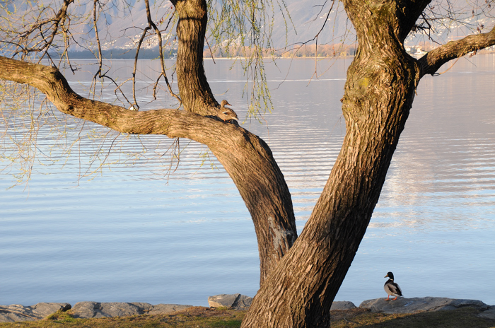 ente + erpel 1 JKK 1640