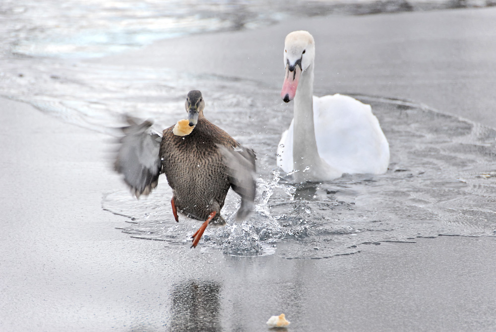 ente haut ab