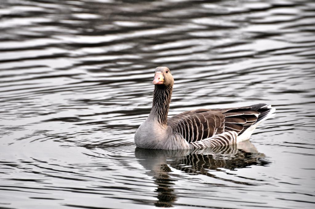 Ente HDR