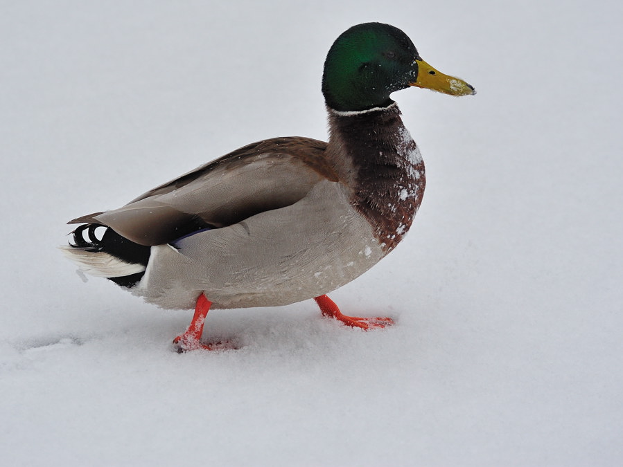 Ente, Hundshaupten