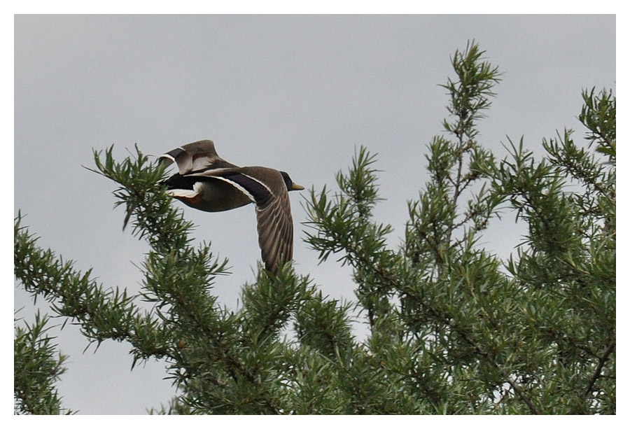 Ente im Flug
Nikon D90 mit 18-105 VR