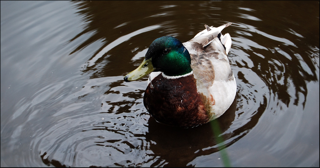 Ente im Teich (Mit Grashalm davor -.-)
----------------------------------------
Nikon D40 + AF-S NIKKOR 18-55 1:3 5-5.6 G II ED (KIT)