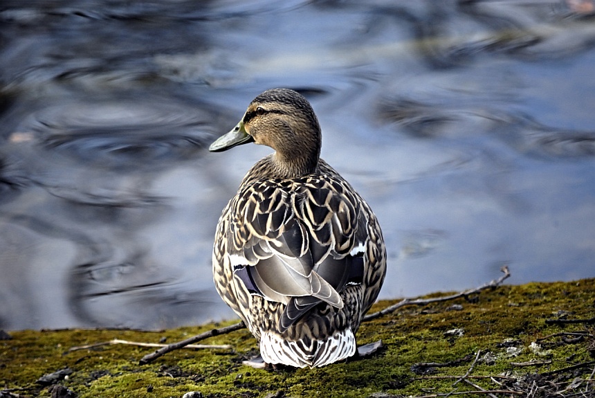 Ente in Braunschweig/Ridagshausen