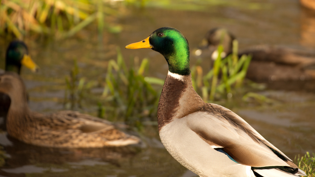 Ente in der Sonne