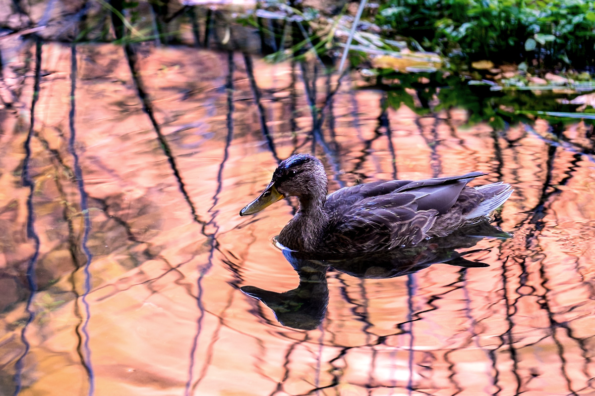 Ente in Rotweinsoße