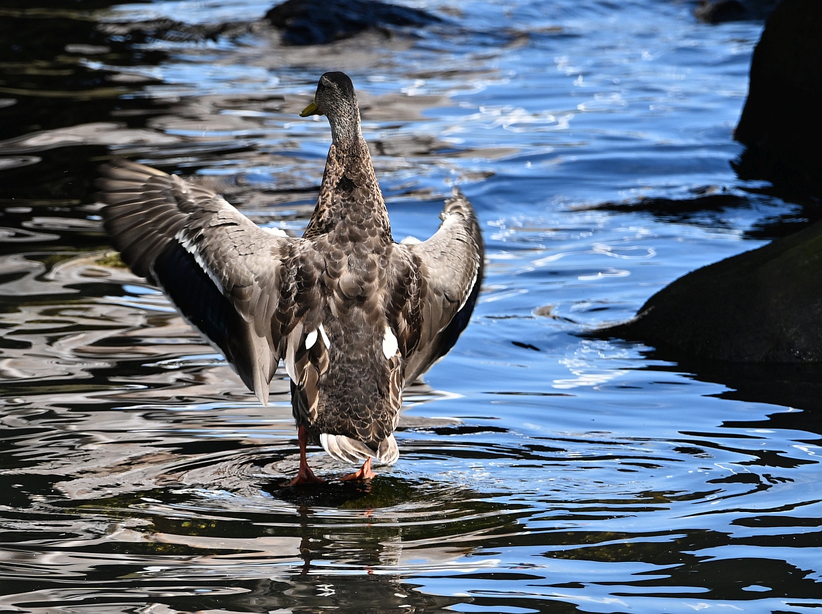 Ente.jpg