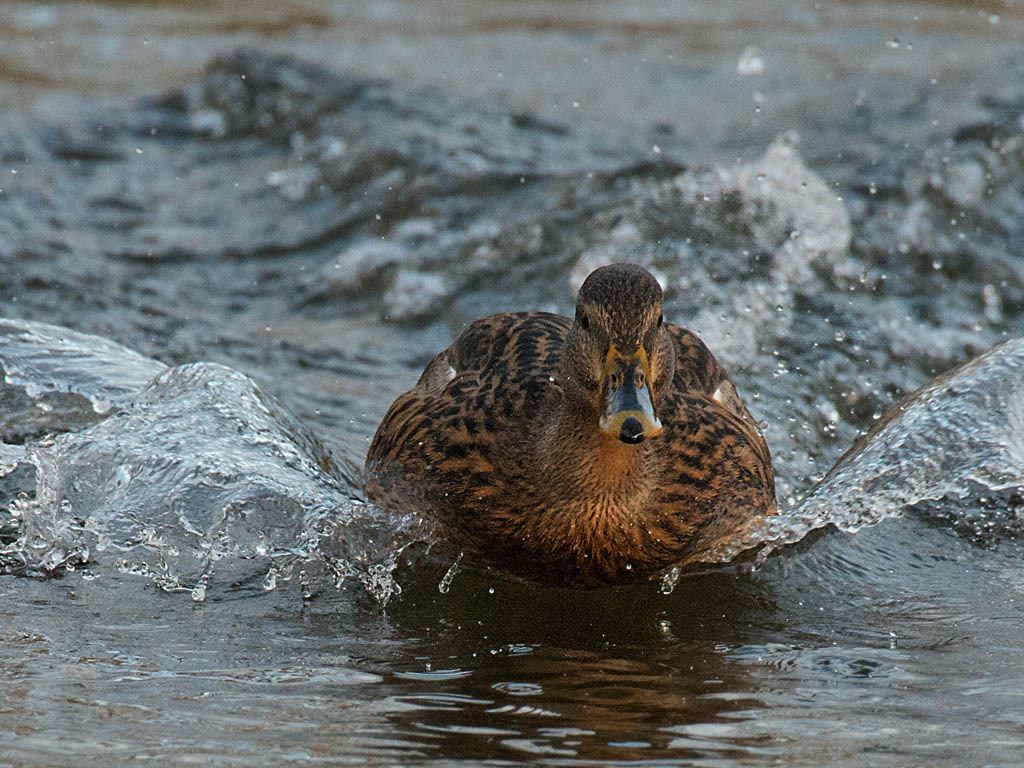 Ente Landung