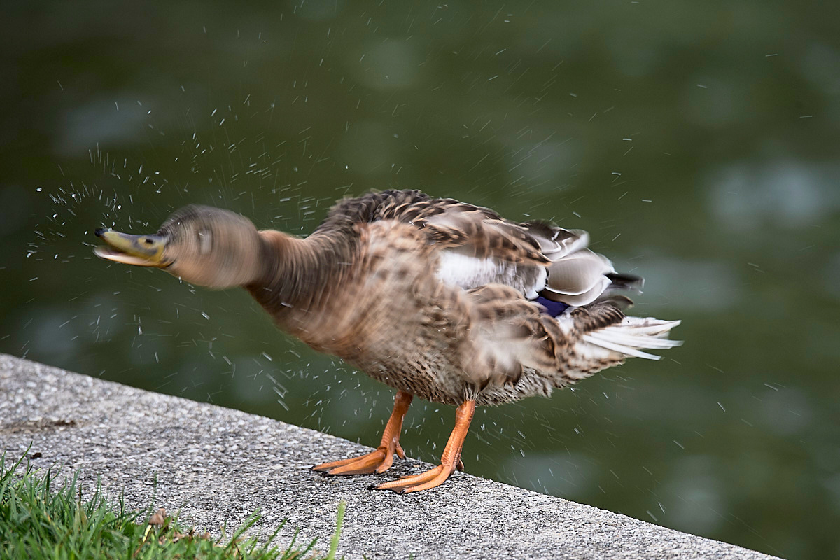 Ente Outtake