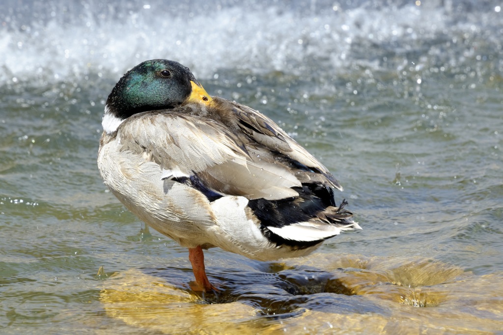 Ente Petersplatz NF