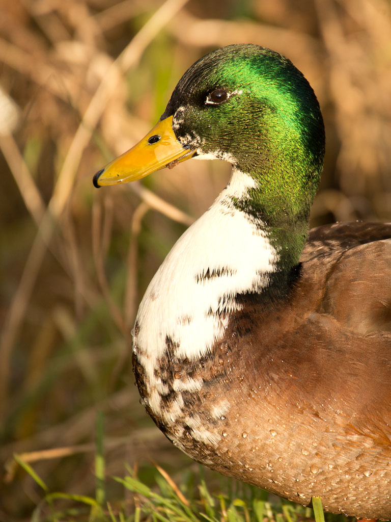 Ente Portrait