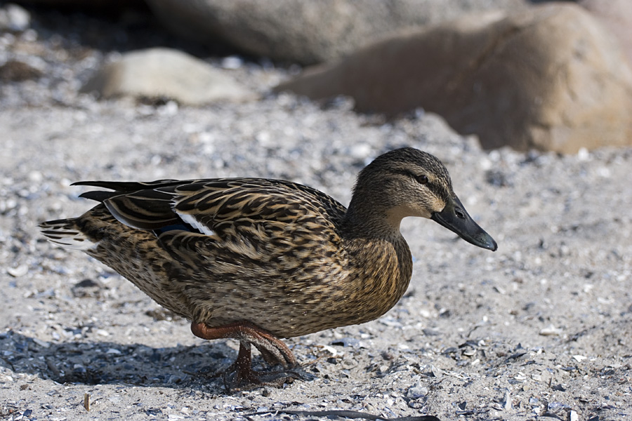 Ente Strand