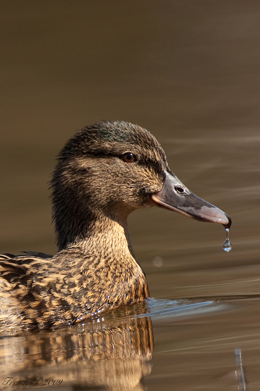 Ente web