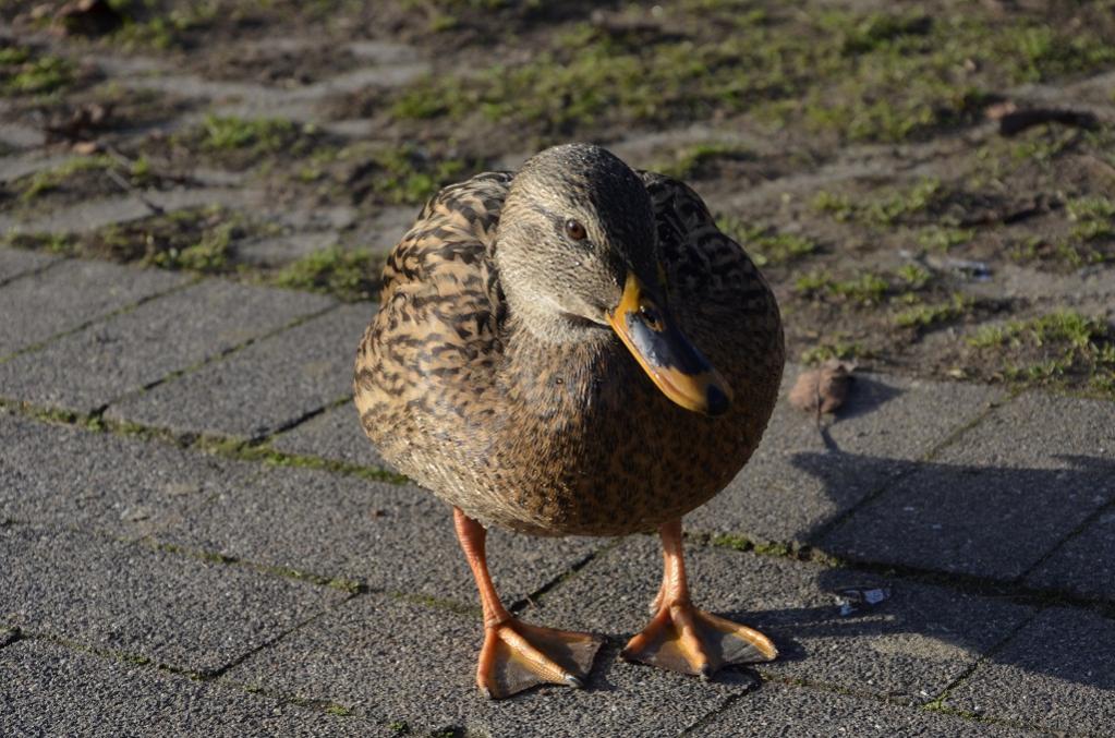 Ente