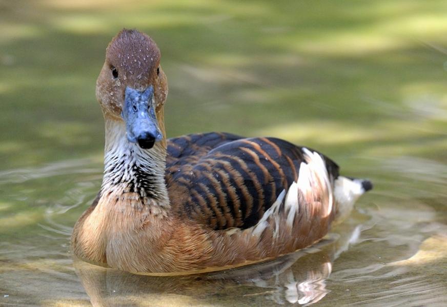 Ente