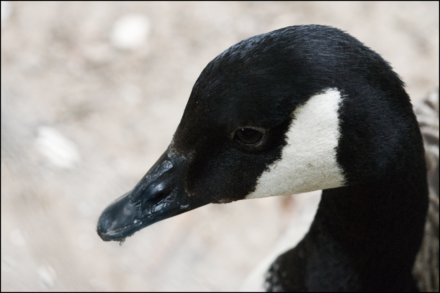 Ente