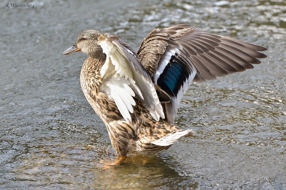 Ente