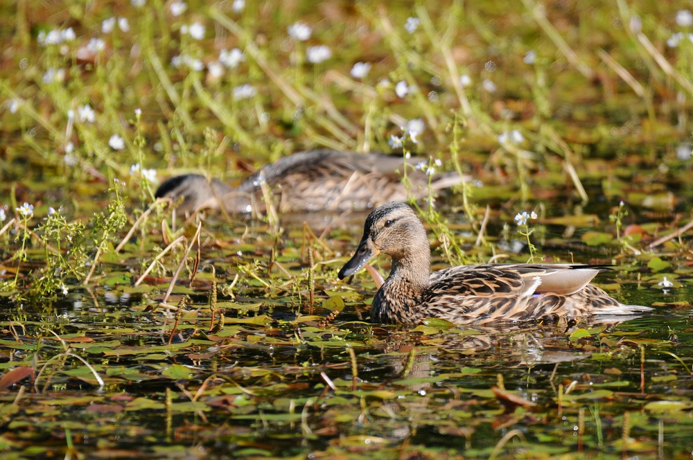 Ente