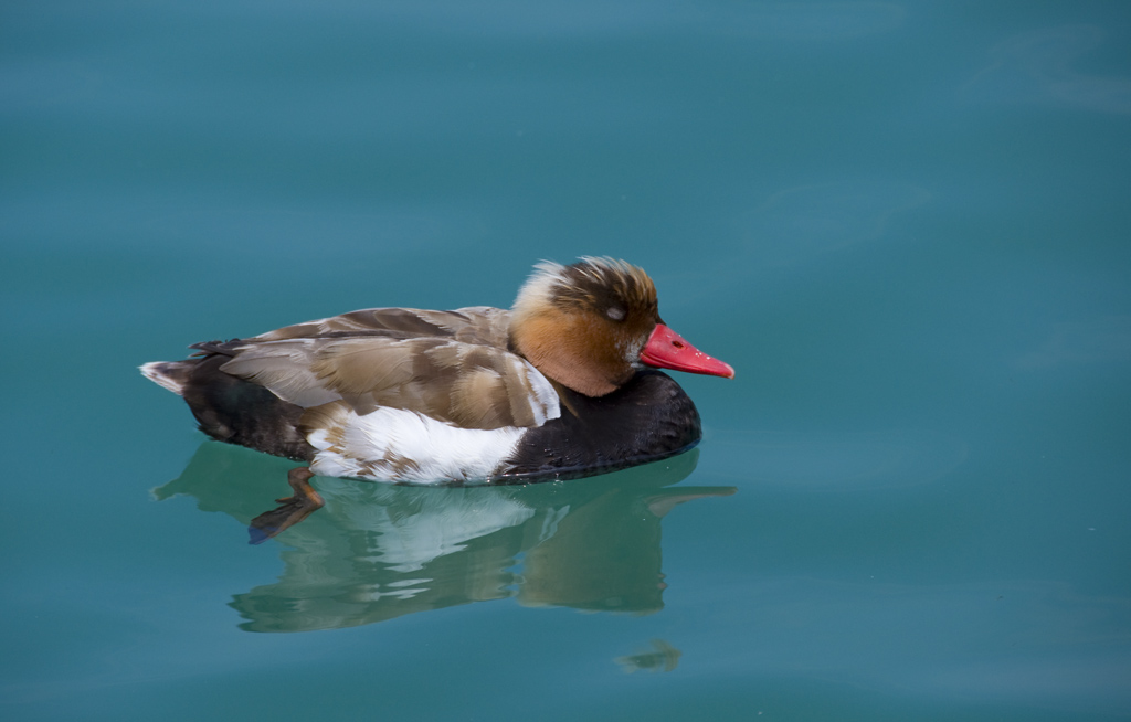 Ente