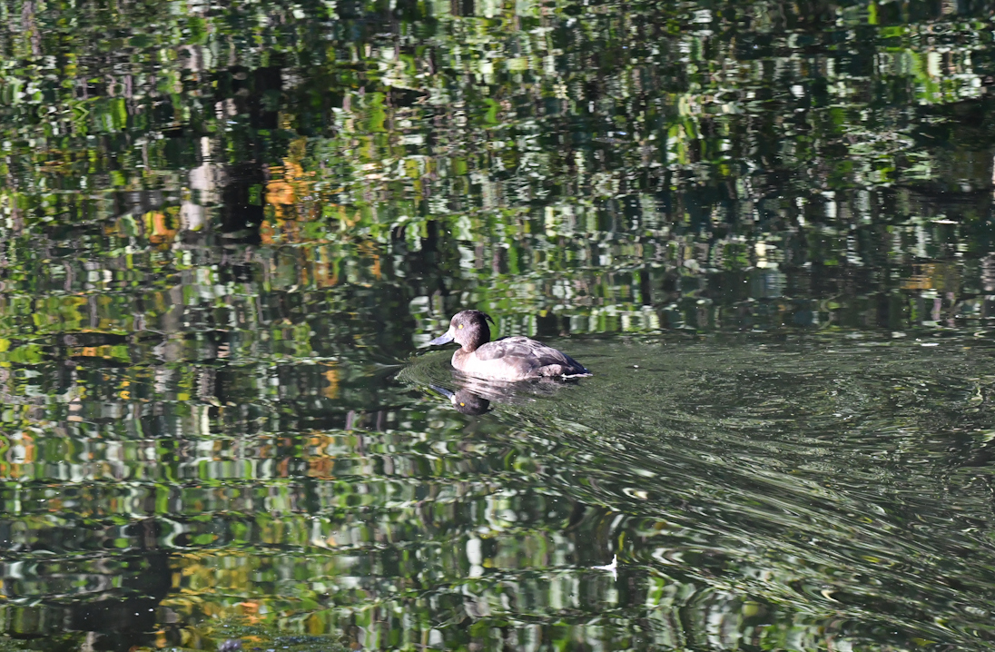 Ente