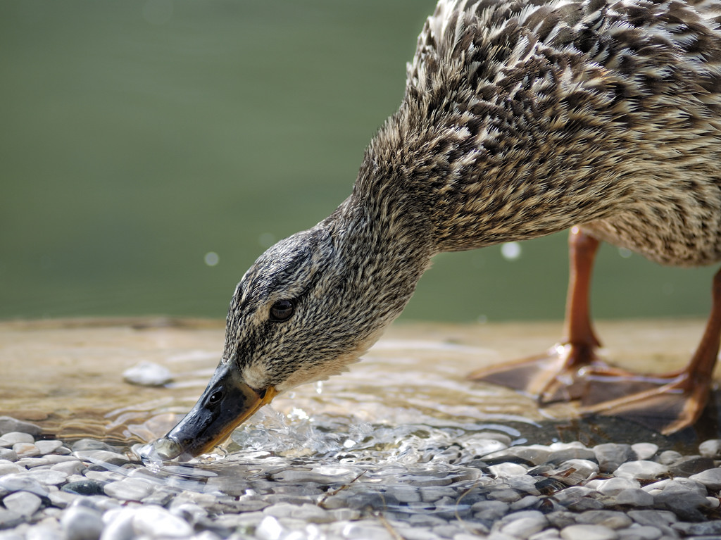 Ente