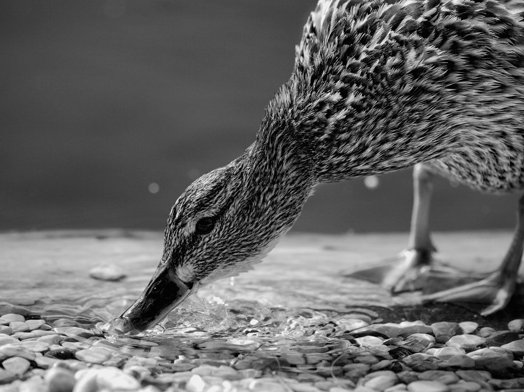 Ente