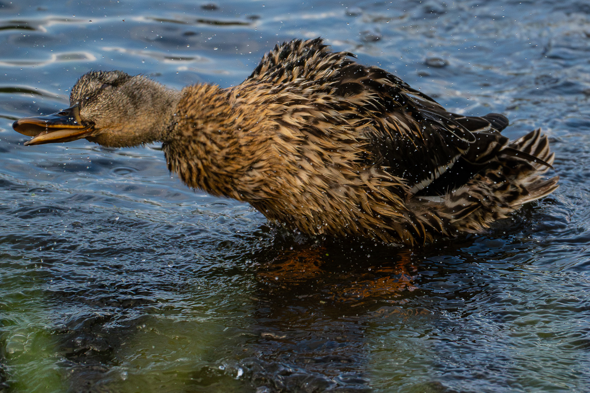 Ente