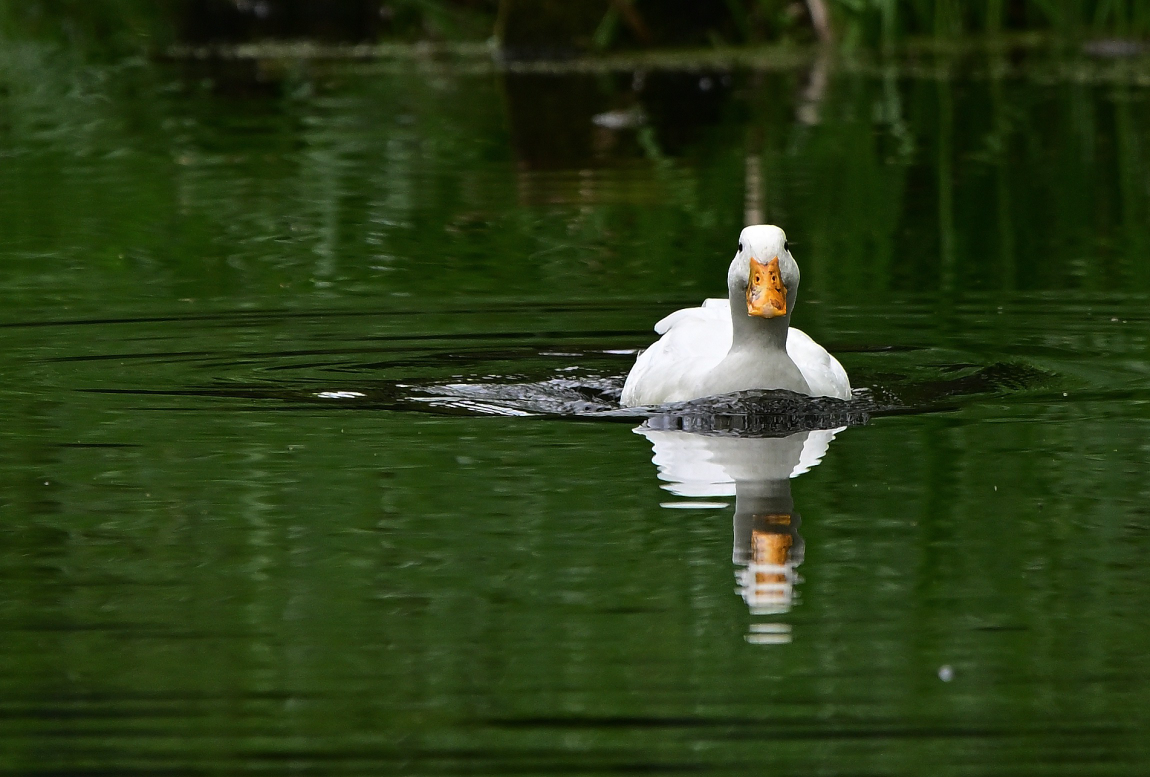 Ente