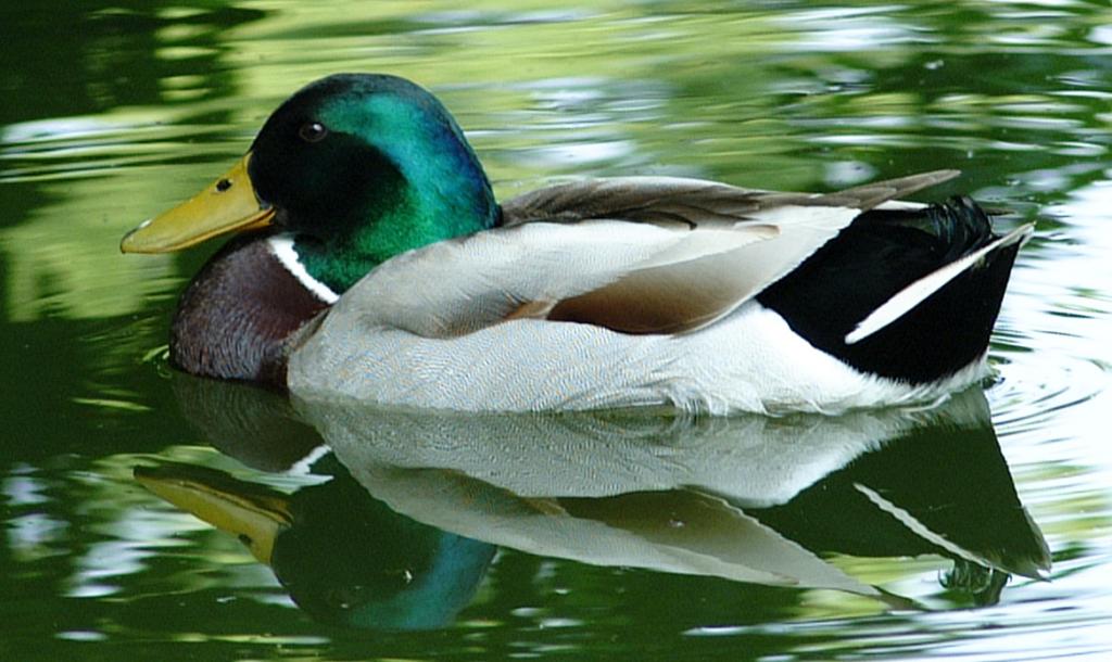 ente