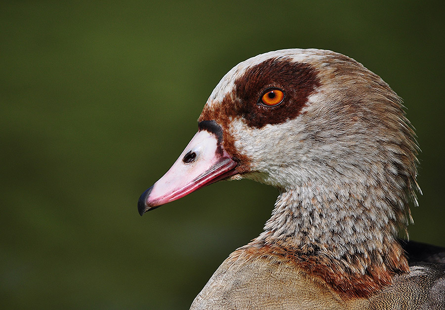 Ente