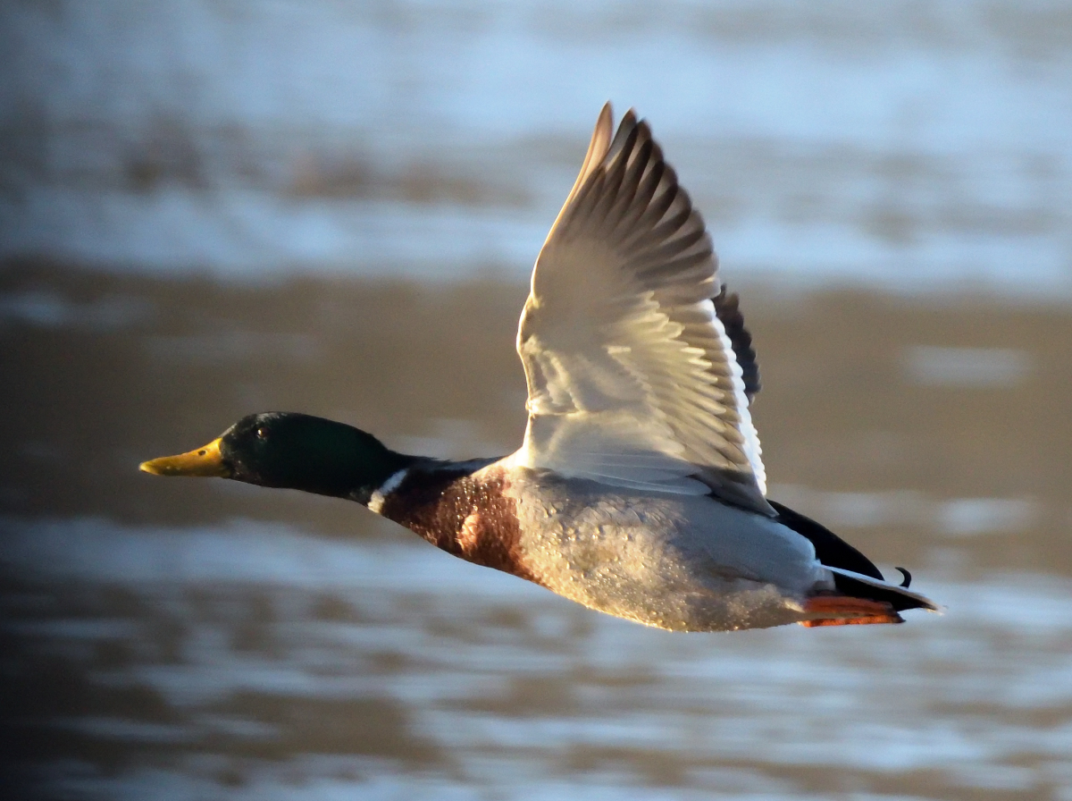 ente1_019.JPG