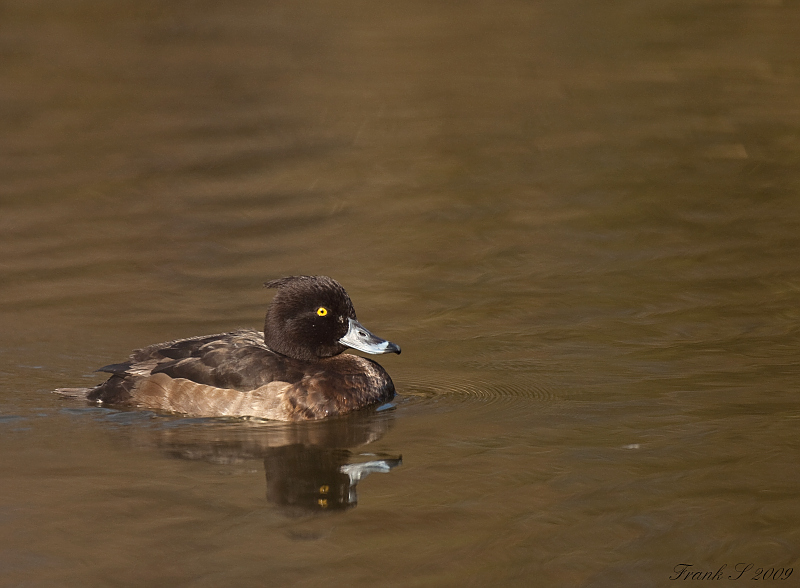 Ente2