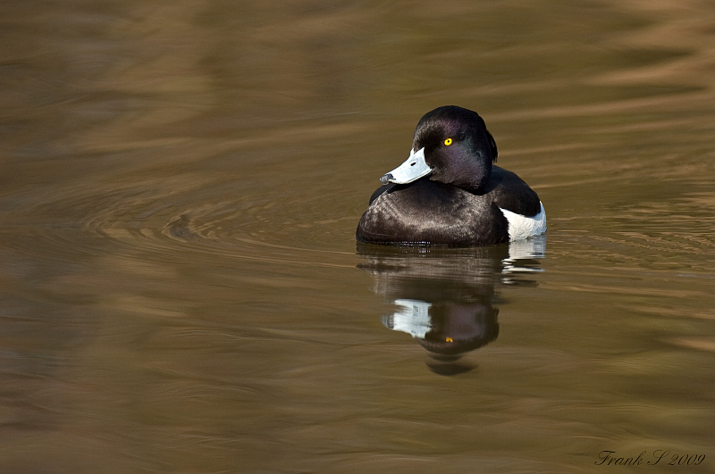 Ente3