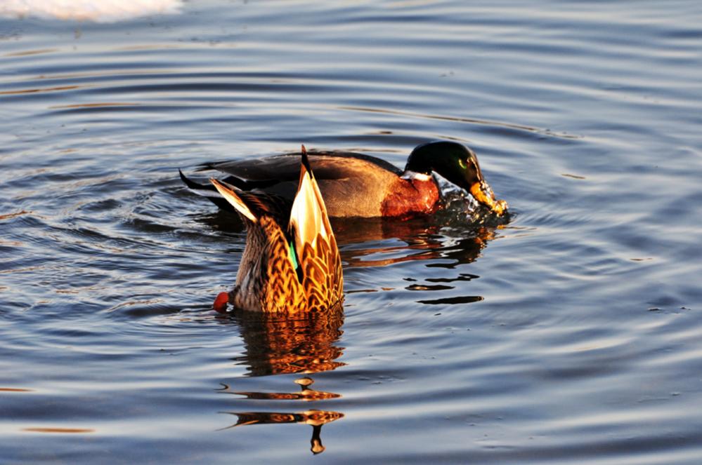 Enten 03