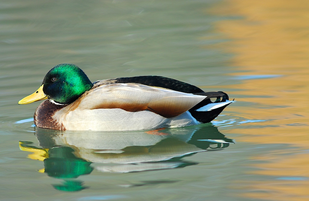 Enten 1