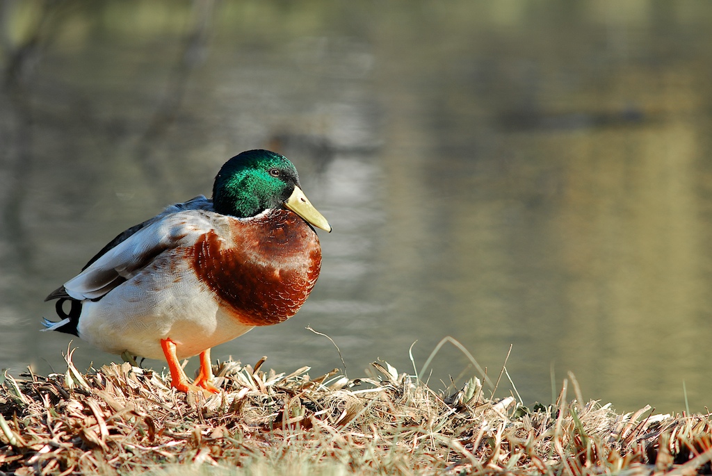 Enten 2