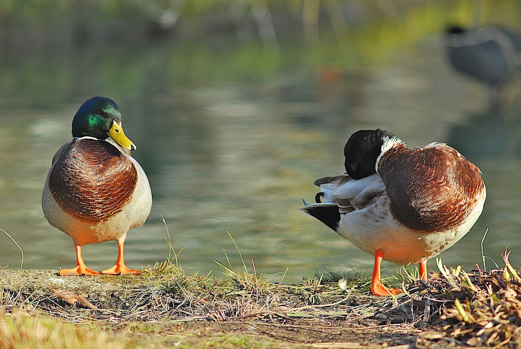 Enten 3