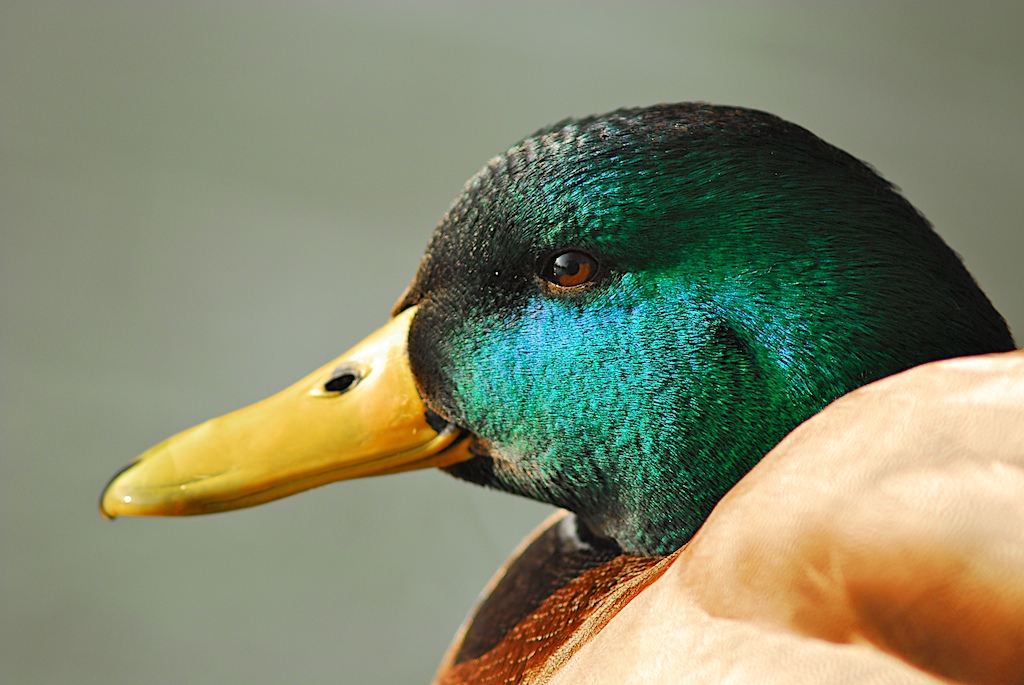 Enten 5