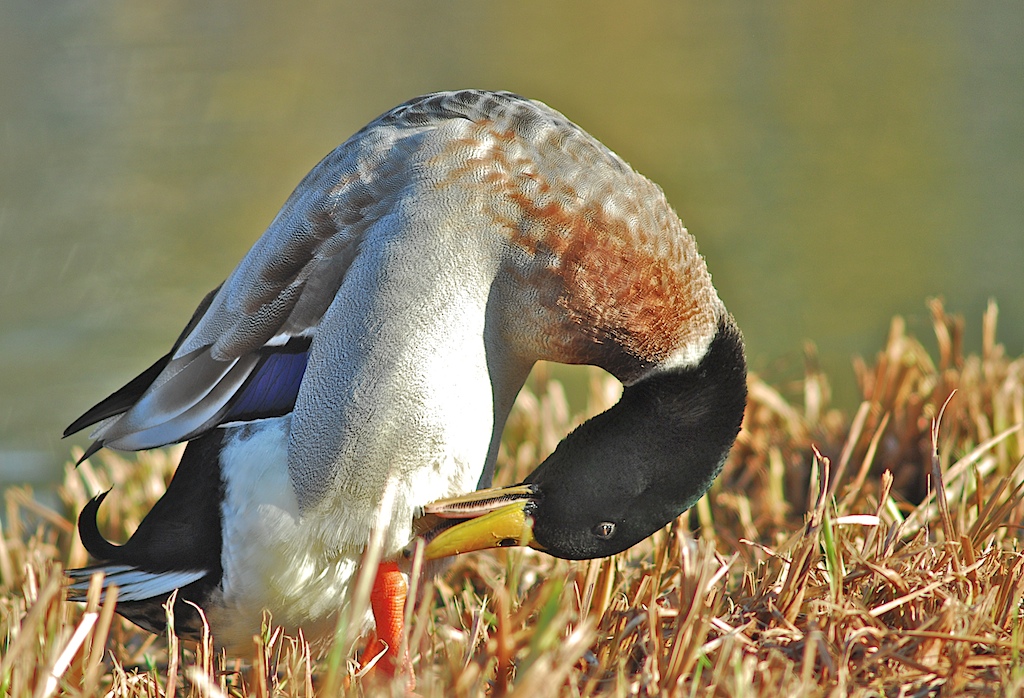 Enten 6