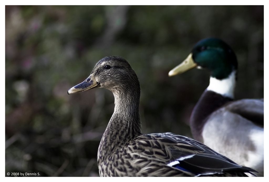Enten BY DENNIS S