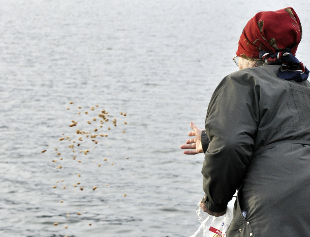 Enten füttern am Baldeneysee