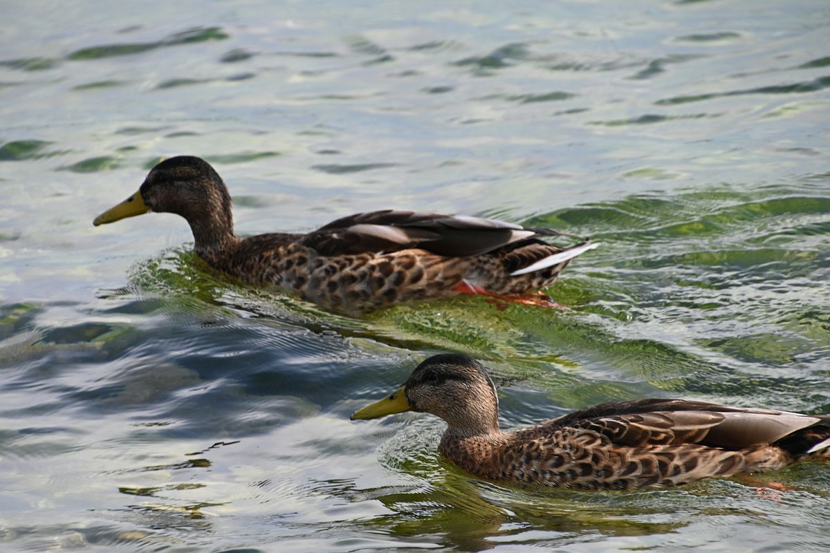 Enten im Sonnenuntergang.jpg